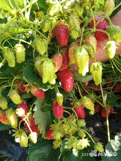 Земклуника Купчиха (саженцы зкс)