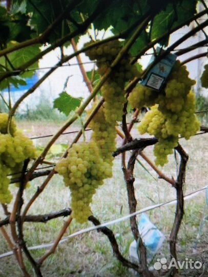 Саженцы винограда