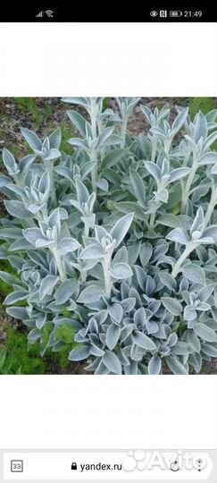 Чистец шерститый