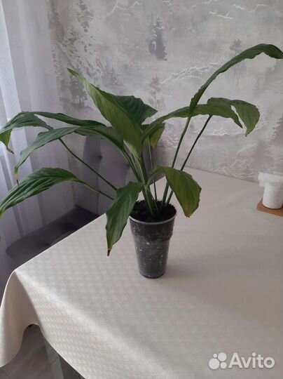 Комнатное растение Спатифиллум