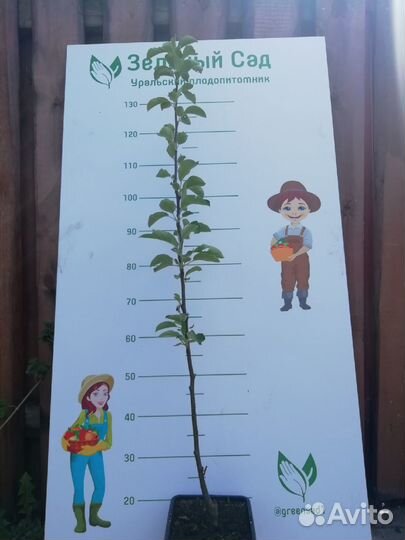 Саженцы Яблонь Летнего созревания 2х лет