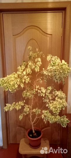 Фикус Бенджамина пестролистный