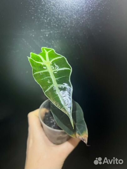 Алоказия полли