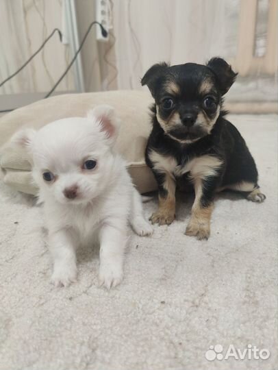 Чихуахуа девочки