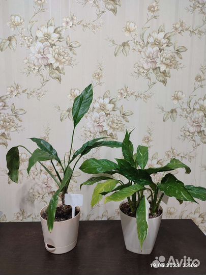 Спатифиллум (женское счастье)