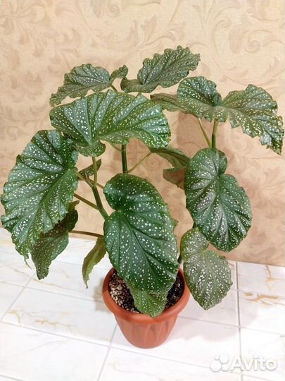 Бегония коралловая и диффенбахия