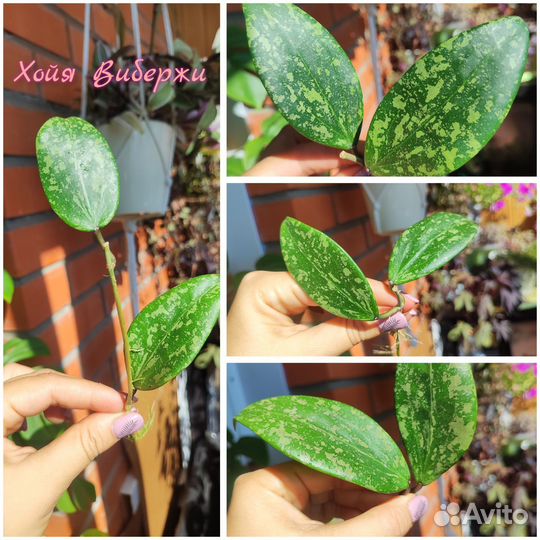 Хойи разные (обновление)