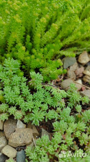 Кактусы и суккуленты