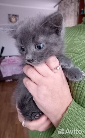 Котëнок