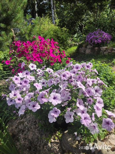 Рассада петунии, петуния каскадная пинк вейн