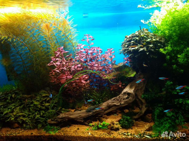 Бликса, перистолистник, криптокорина нури