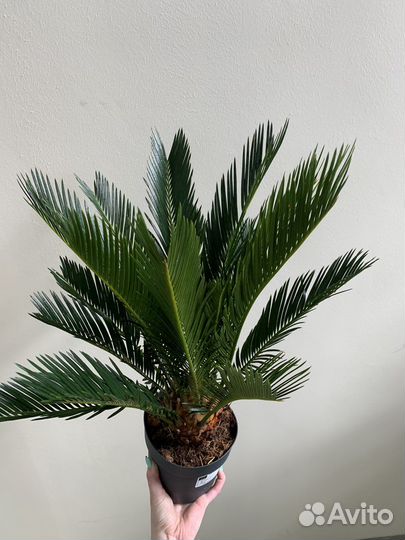 Пальма цикас