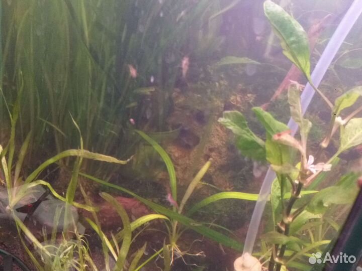 Аквариум угловой