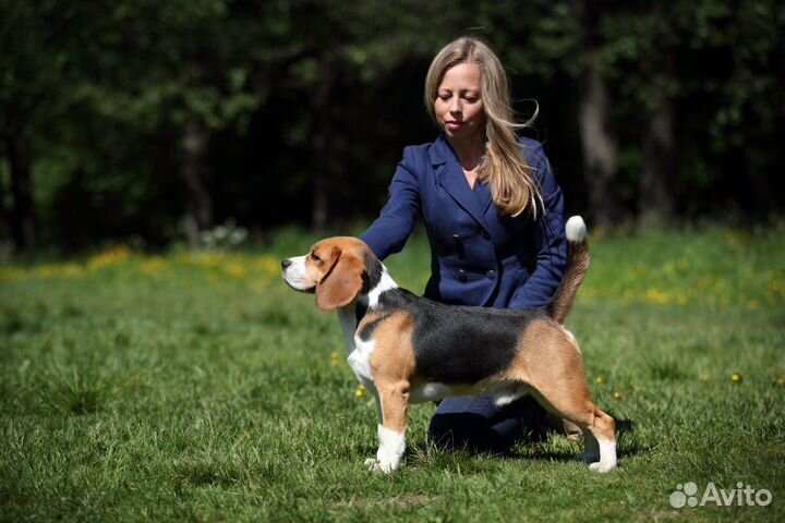 Кобель бигль для вязки