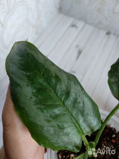 Шизматоглоттис марбл вариегат