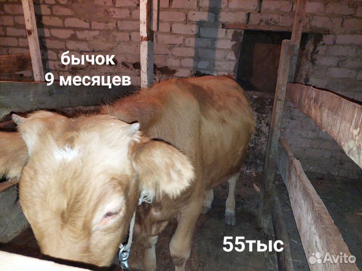 Бычки и телята