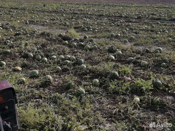 Мелкие арбузы