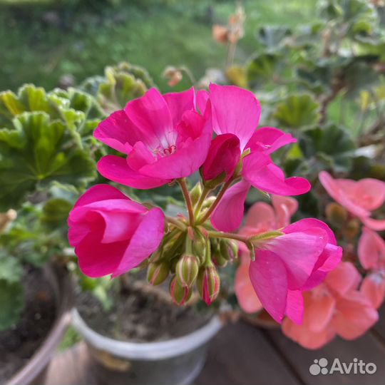 Пеларгония герань обмен продажа