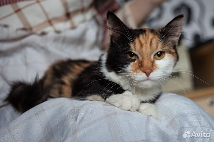 Трёхцветная кошечка в дар