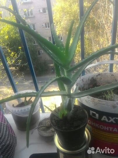 Алоэ лечебное