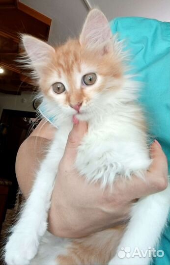 Кошка в дар