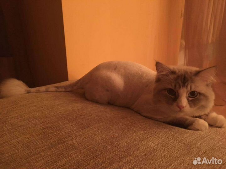 Стрижка кошек в Тюмени. С выездом на дом