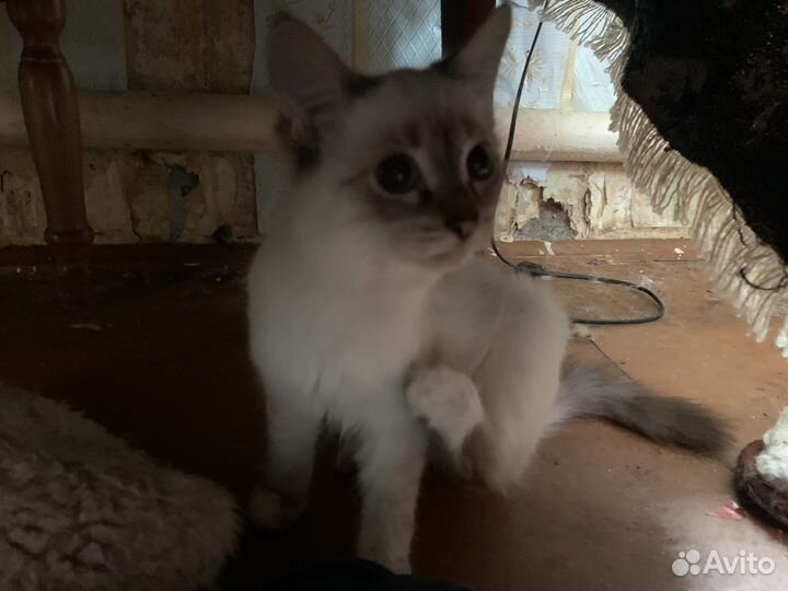 Кошка в дар бесплатно