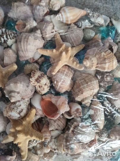 Морские ракушки