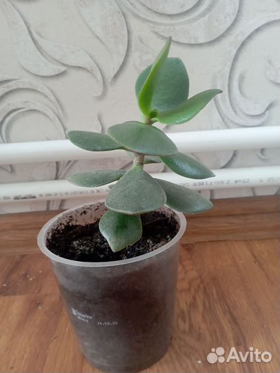 Комнатные цветы