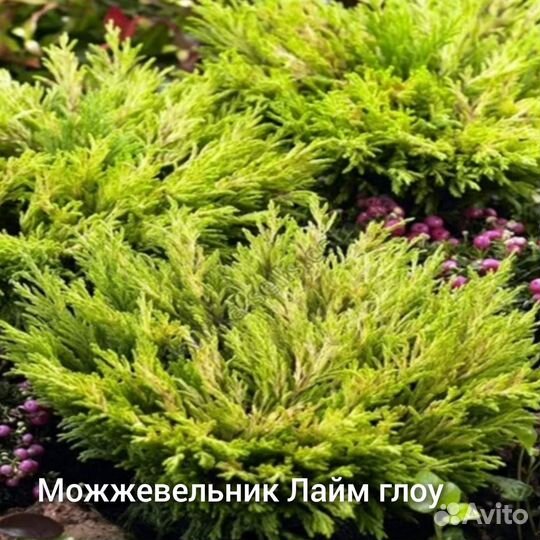 Ель голубая, Можжевельники