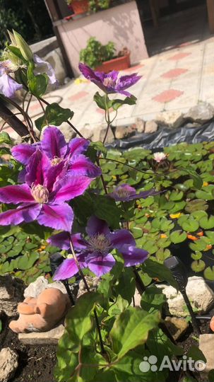 Садовые растения