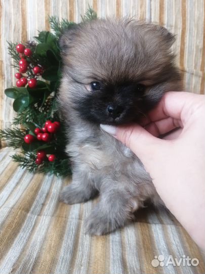 Щенки немецкого шпица
