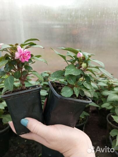 Бальзамин махровый