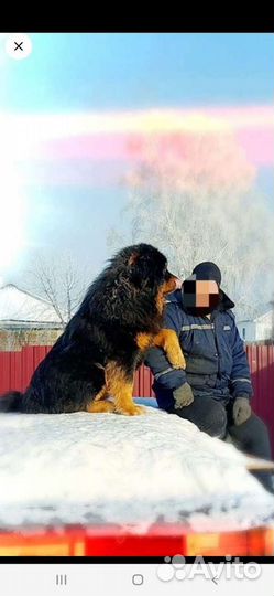 Мастиф