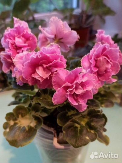 Детки сортовых фиалок