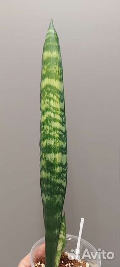 Сансевиерия Wagner