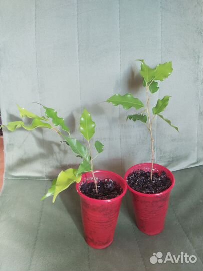 Фикус бенджамина