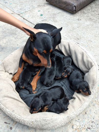 Щенки цвергпинчера