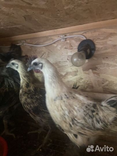 Молодые петухи