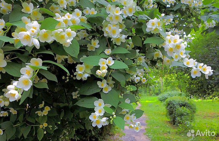 Саженцы жасмина