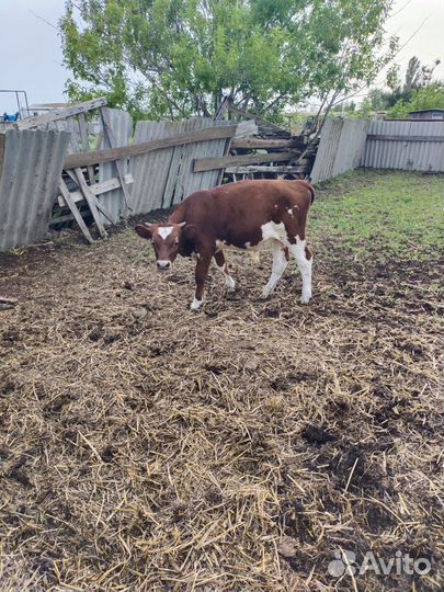 Продаю бычка Айрширской породы (чистопородный)