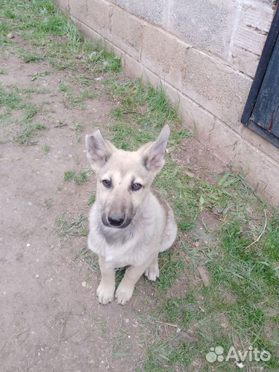 Собака дворняжка щенок