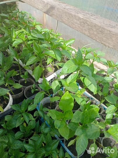 Рассада помидор