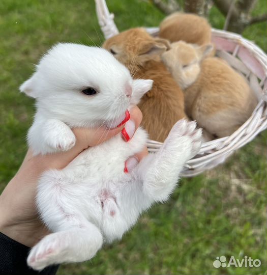 Карликовые крольчата, мини малыши