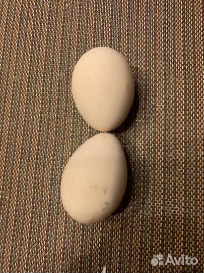 Инкубационное яйцо павлина