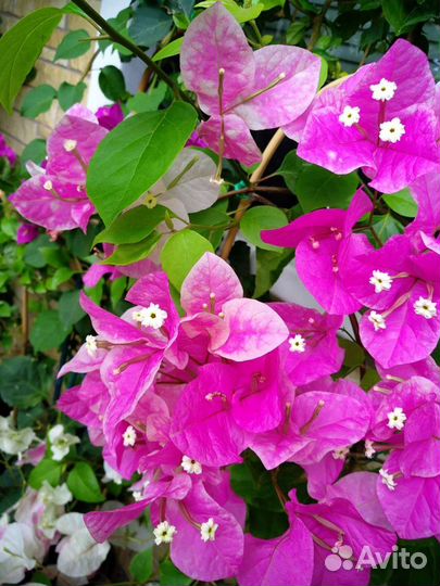 Бугенвиллия Miss Universe