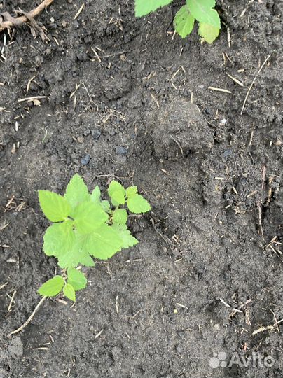 Спирея Японская и Сирень сортовая саженцы