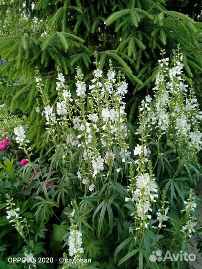 Белые цветы