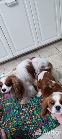 Инструктор по вязке собак