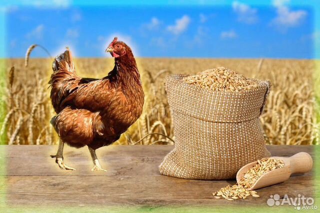 Пшеница,куриный комбикорм,ячмень,овёс,зерносмесь